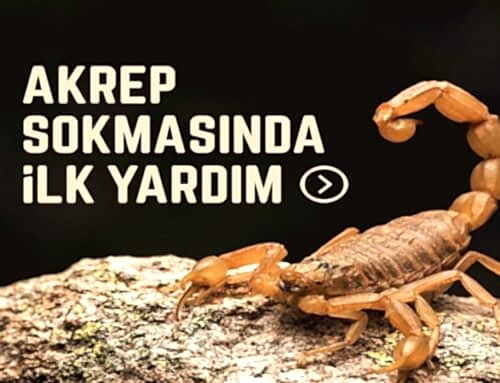 Akrep Sokmasında İlk Yardım